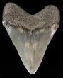 Megalodon Tooth - South Carolina #43589-1